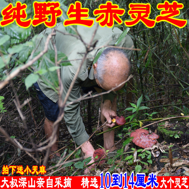 神农架深山纯野生灵芝野生赤灵芝天然整枝灵芝菌特级林芝片250克
