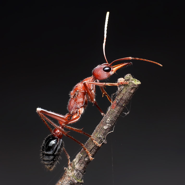 巴威达牛头犬蚁myrmecia pavida 宠物蚂蚁活体