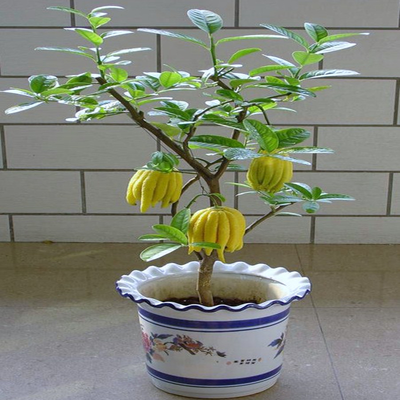 正品[佛手堂膏]滑膜炎佛手堂膏评测 佛手堂膏药