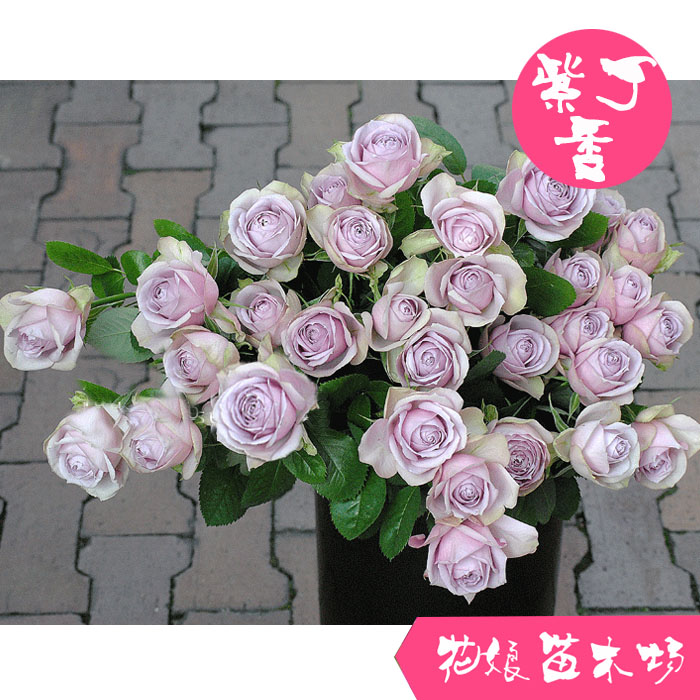 新品日本切花玫瑰月季 日月【紫丁香/复古丁香】丰花微型月季