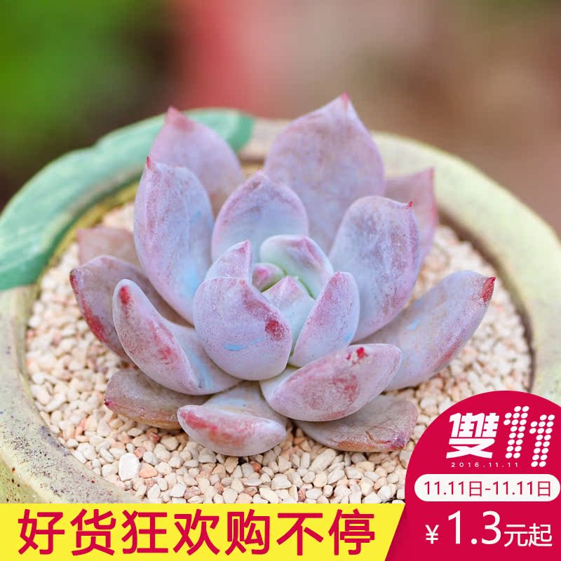 进口多肉植物盆栽芙蓉雪莲办公室防辐射花卉绿植状态品相佳不含盆