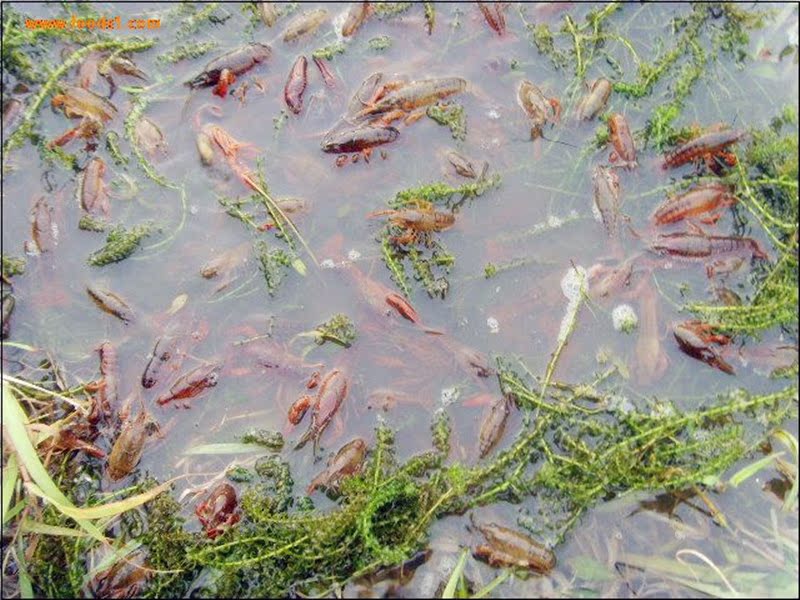 包邮沂蒙山清水野生小龙虾 2345钱 龙虾鲜活 海鲜水产