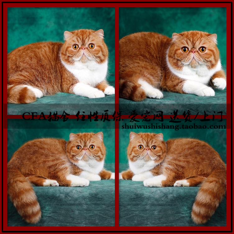 猫舍出售加菲猫活体 红虎斑异国短毛猫幼猫黄白加菲 静樊加菲
