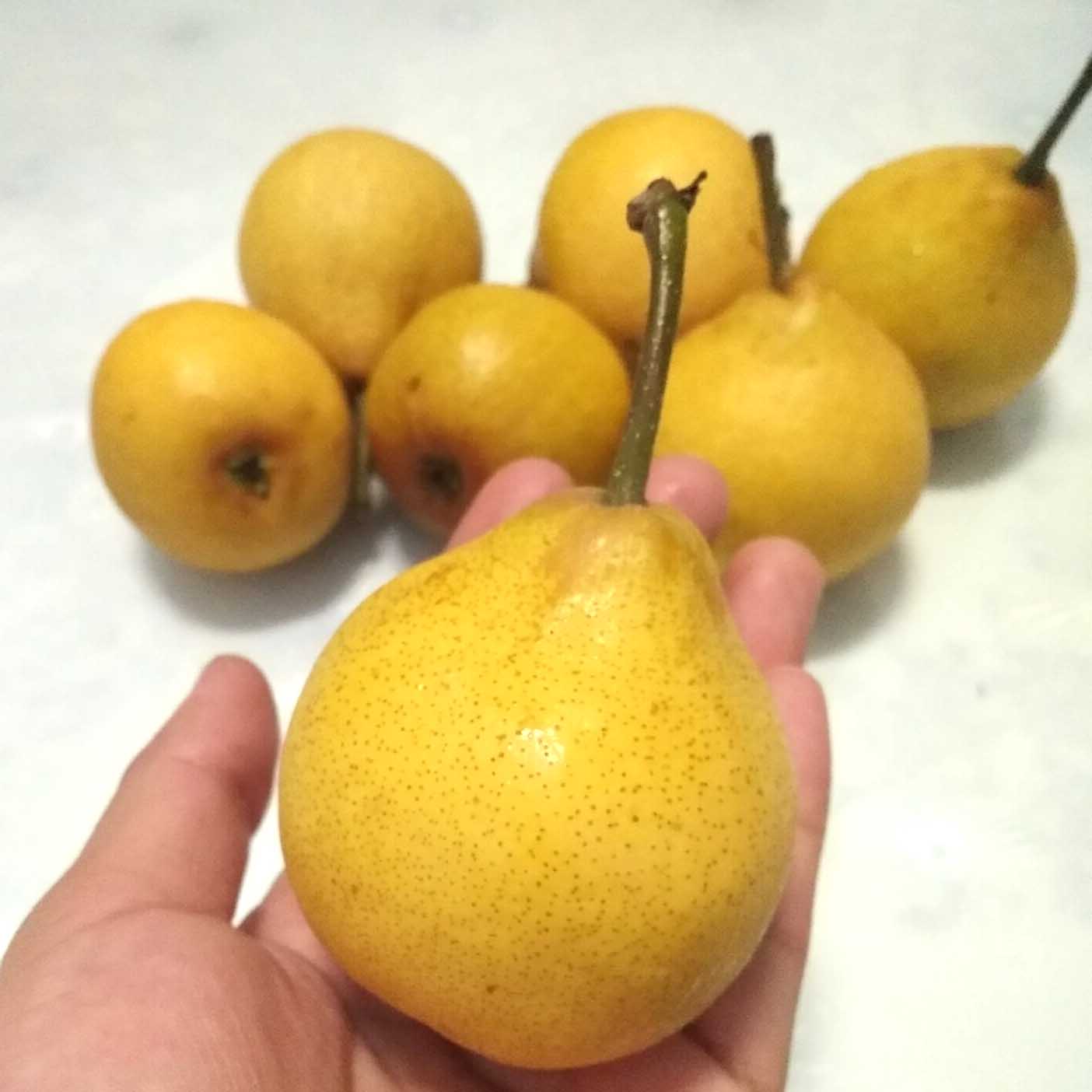 东北尖把梨葫芦把梨 酸梨 冻梨 酸柔面细面