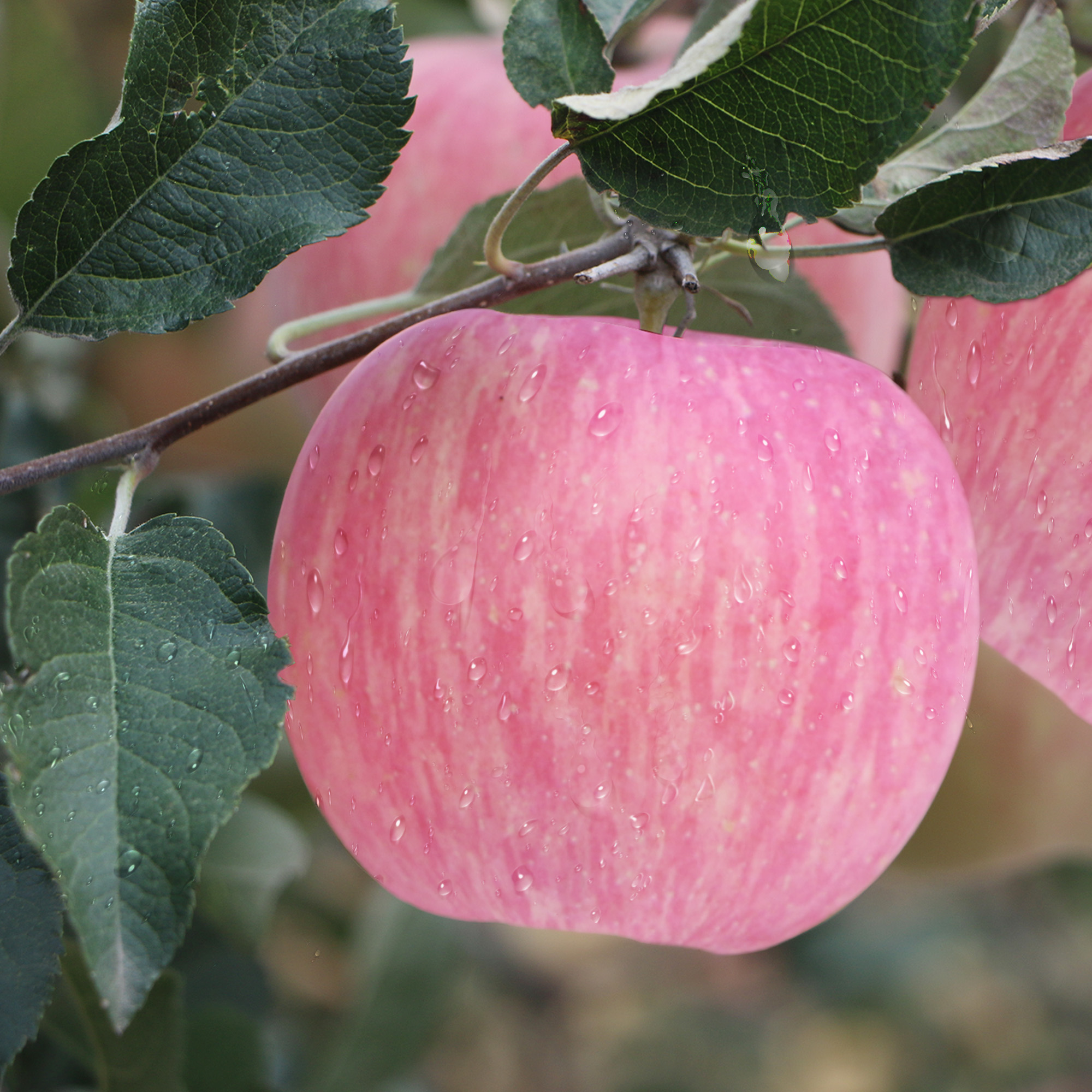 铜川市苹果红富士85-90果 5斤左右
