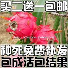 红肉火龙果果树苗当年结果南方北方种植可盆栽地栽红心火龙果包活