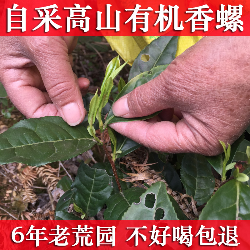 廖学聪手工特级自采生态红香螺100g/历口祁门红茶2016新茶叶罐装