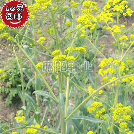 10元包邮 板蓝根种子 大青根阳台庭院盆栽种植四季播易种草药种子