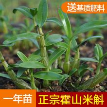 包邮 基地直发铁皮石斛苗枫斗苗盆栽送基质肥料 正宗霍山米斛苗