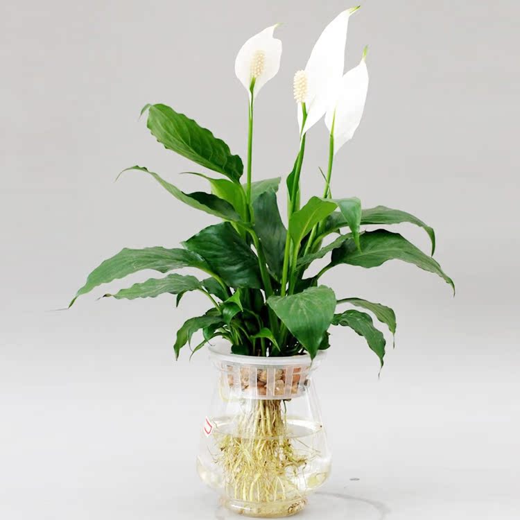 深圳红掌白掌土培一帆风顺盆栽绿植办公桌绿植小植物防辐射水培