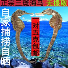包邮 海马干中药材泡酒料海马干货一对5g本港三斑海马滋补品送海龙
