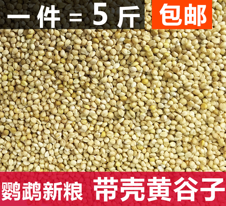 黄谷子带壳小米粟谷 虎皮牡丹文鸟鹦鹉粮食鸟食饲料五斤包邮