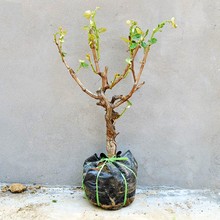十年大苗葡萄苗盆栽地栽葡萄树苗爬藤果树苗当年结果南方北方种植