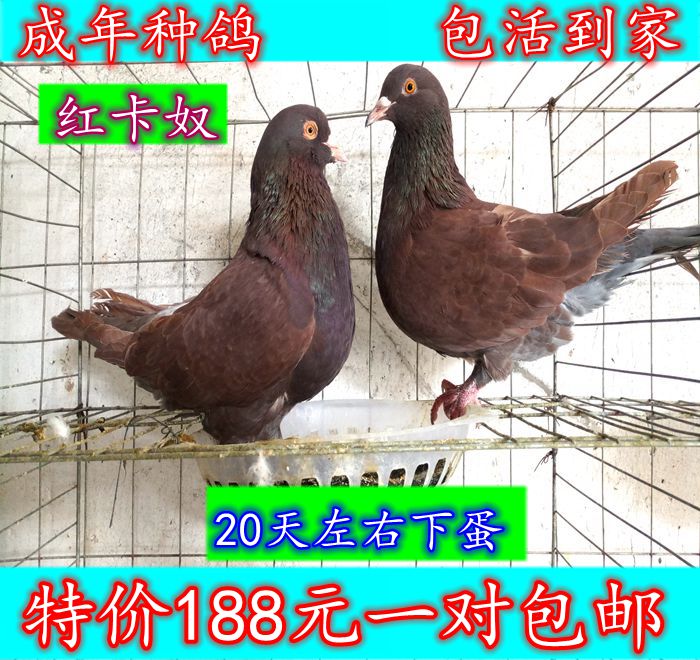 白鸽子肉鸽老鸽子活体白羽王乳鸽信鸽赛鸽观赏鸽落地王种鸽包邮 $78.