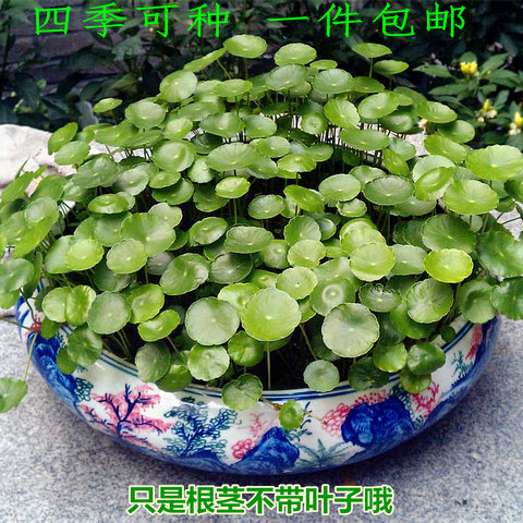 【天天特价】包邮水培植物铜钱草办公室盆栽金钱草室内水养绿植