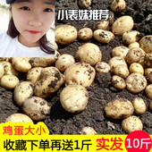 包邮 农家自种蔬菜小洋芋马铃薯红皮黄心小土豆 云南新鲜小土豆9斤