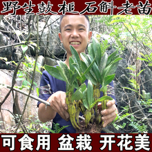包邮 野生鼓槌石斛兰花PK仿野生铁皮石斛下山石斛铁皮枫斗鲜条