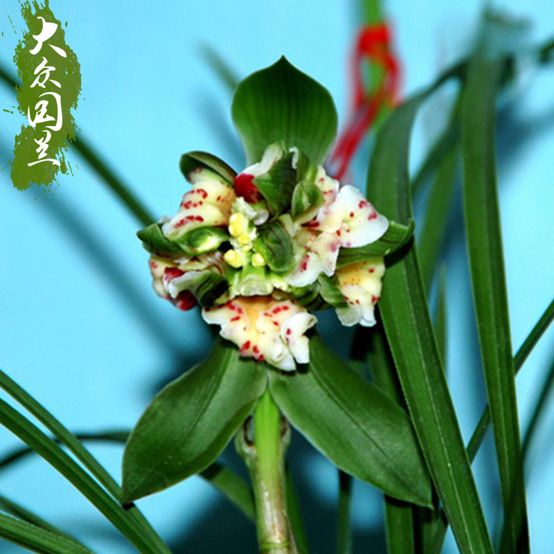 浓香兰花苗春兰兰花 奇花铭品多朵蝶 花苗植物花卉盆栽不带花苞