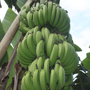 ũbanana 㽶ˮ㶫زũԲ޴׽۽
