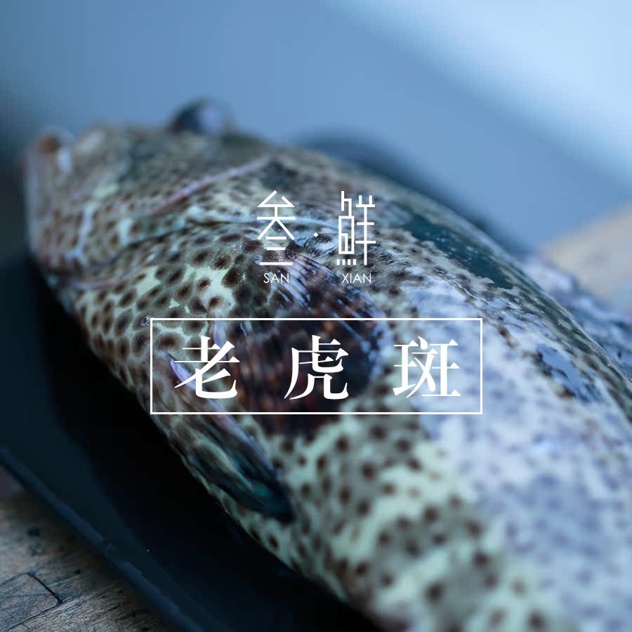 【叁鲜】印尼进口活鲜老虎斑约600g新鲜石斑鱼类海鲜【仅限上海】