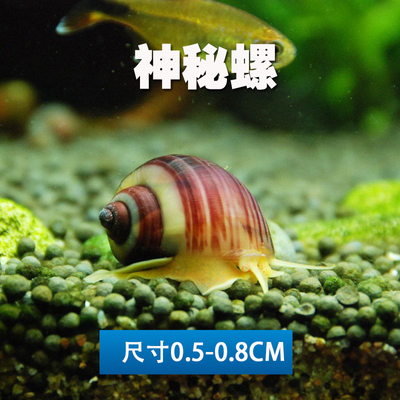 观赏螺鱼缸水族箱草缸除藻螺工螺苹果螺斑马宠物螺神秘螺活体淡水