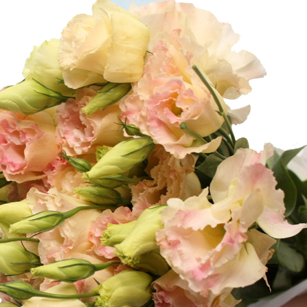 洋桔梗鲜花散花单支龙胆DIY花束瓶插婚庆礼品5支装武汉同城包邮