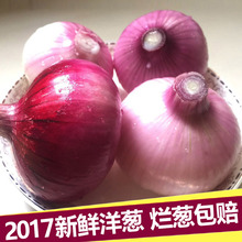 有坏包赔 10斤 包邮 新鲜蔬菜 农家自种 红皮圆葱 新鲜紫皮洋葱头