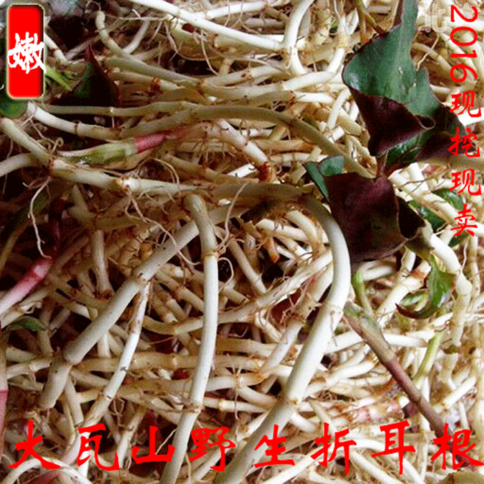 四川大瓦山生态野生新鲜鱼腥草 新品凉茶折耳根 节节根绿色野菜