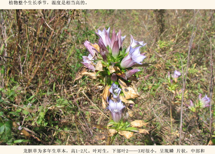 中药材 野生 龙胆草 龙胆 胆草 苦胆草 中草药 500克