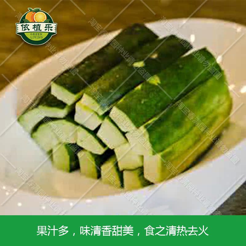 青龙菜瓜种子 脆瓜梢瓜种子 甜脆汁多味清香生食凉拌腌制水果种子