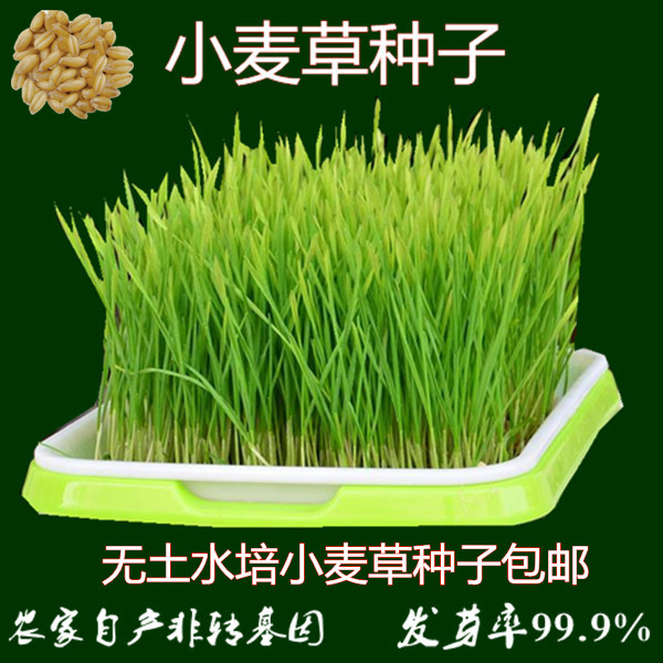 小麦芽苗菜种子豆芽水榨汁无土栽培绿色小麦草种子有机种子