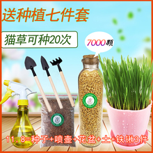 盆土培送猫薄荷 猫草种子猫零食猫咪助消化去毛球天然猫草种植套装