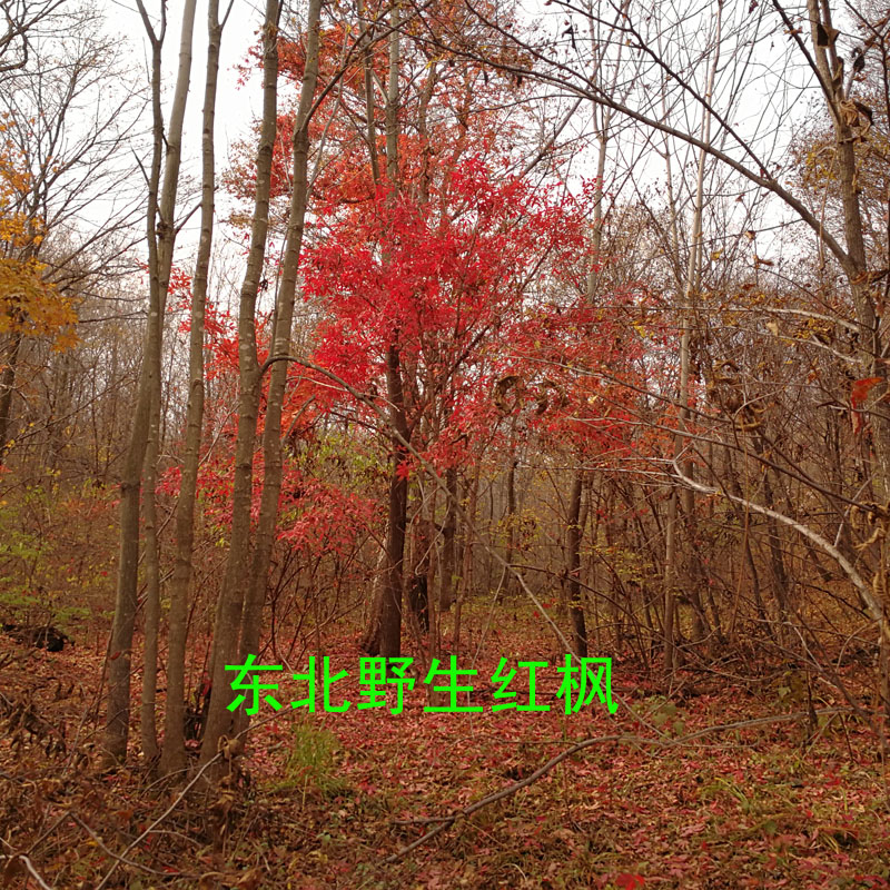 东北红枫树红叶枫树苗观赏装饰类红枫树苗