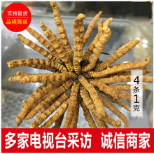 买10送1 包邮 野生天然虫草礼盒装 4条1克正宗西藏那曲冬虫夏草正品