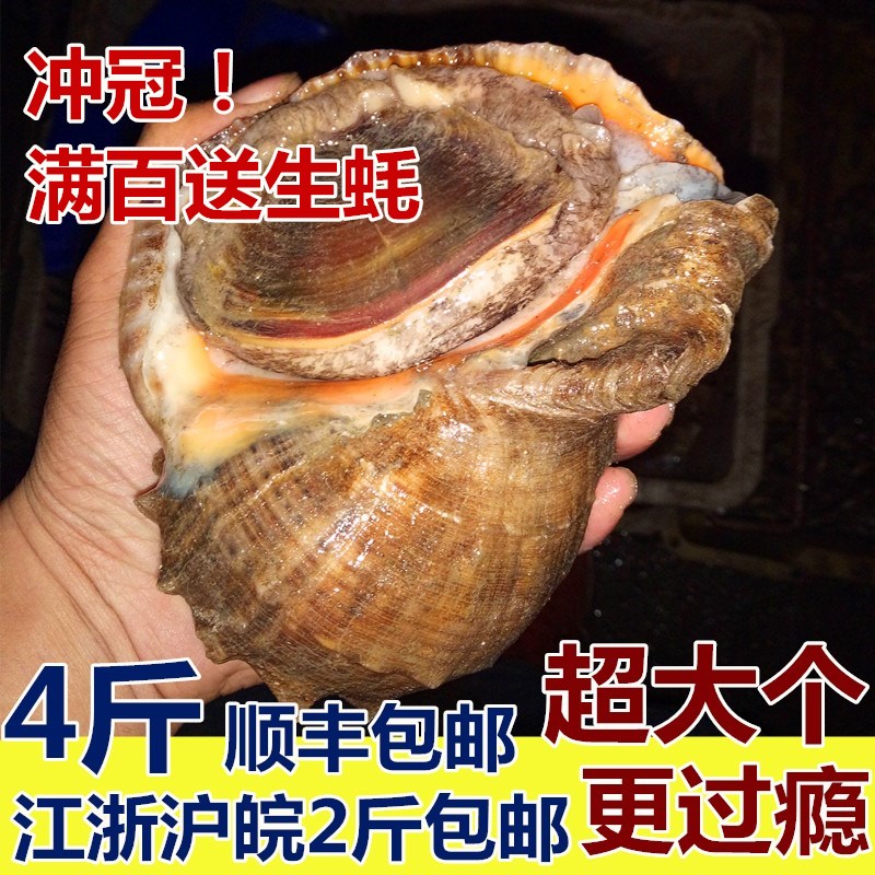 查看淘宝四斤包邮鲜活海螺 特大海螺最小一斤两个连云港海鲜贝类新鲜