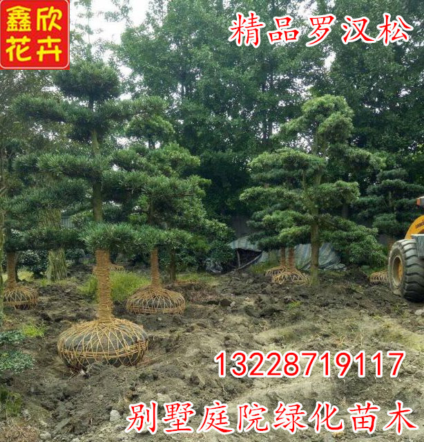 罗汉松|精品罗汉松|罗汉松小苗|造型罗汉松|罗汉松大树|小罗汉松