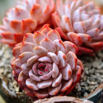 「爱丽儿 凌雪 林依晨」韩国进口多肉植物 贵货