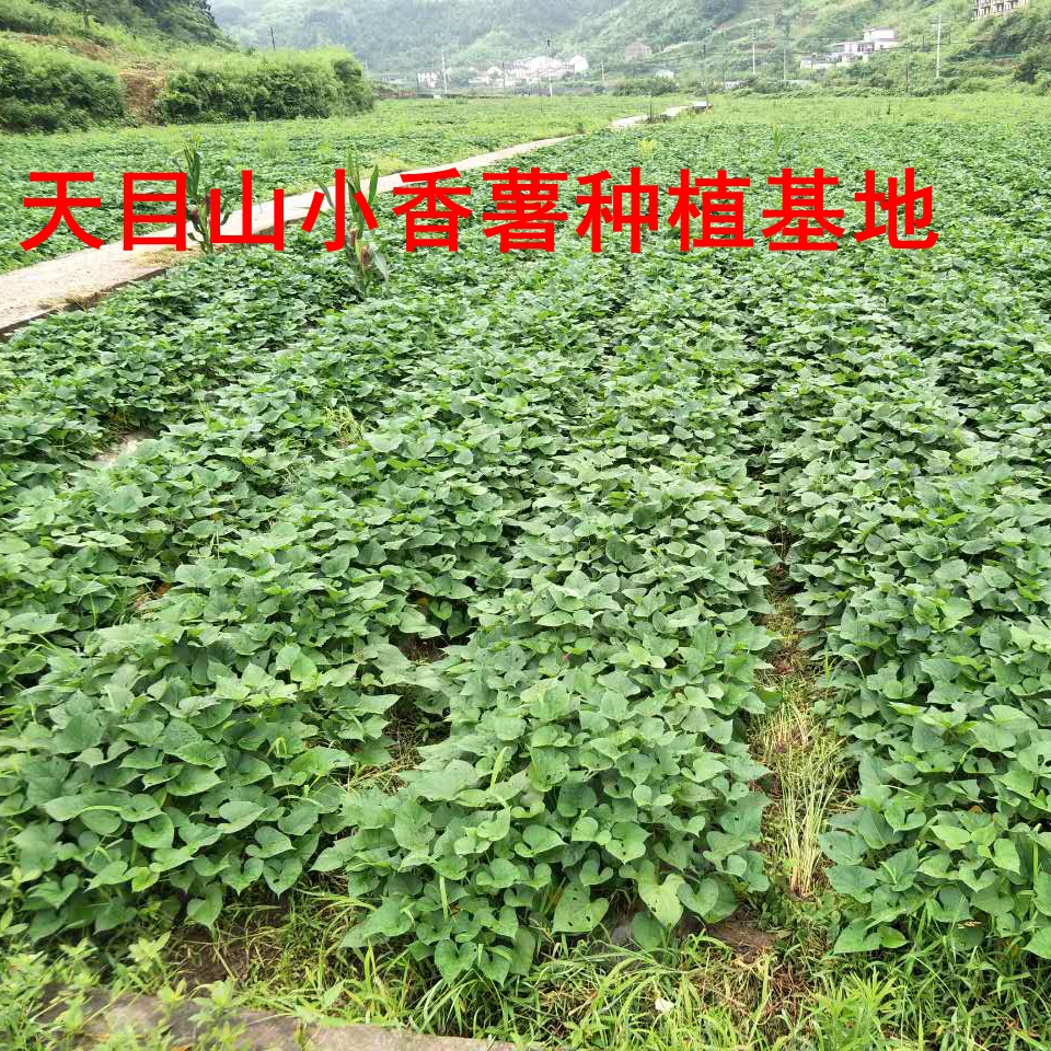 7月现挖新鲜临安天目山迷你手指小香薯蕃薯红薯地瓜山芋黄心5斤装