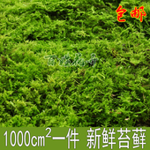 大灰藓 乌龟假山微景观 星星藓 兰花铺面活苔藓 现采野生青苔水苔