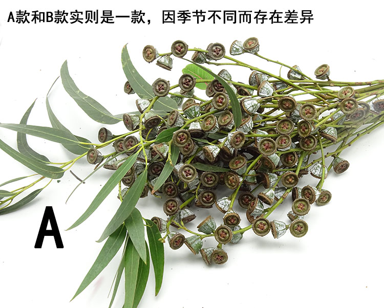 尤加利果小米果鲜花批发云南昆明鲜切花桉树果鲜花速递可做干花