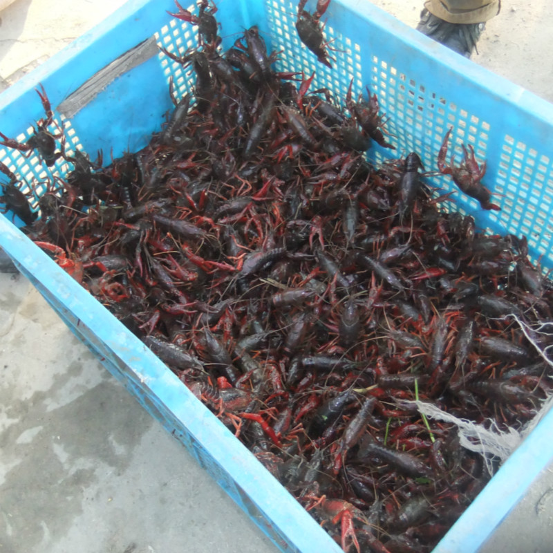 活小龙虾
