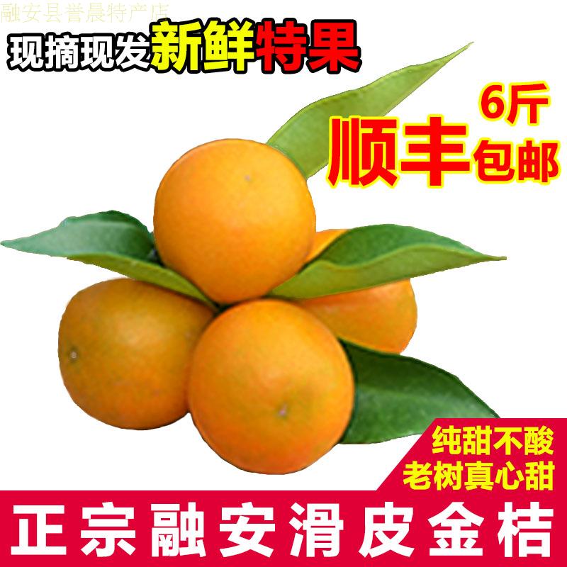 现摘正宗广西融安滑皮金桔6斤装 新鲜水果小金桔 脆蜜