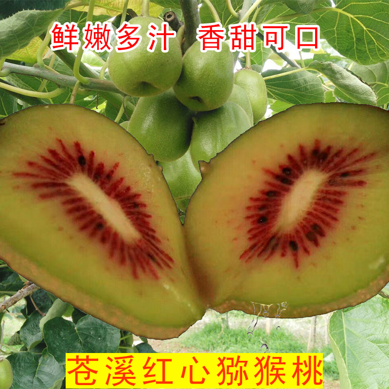 四川广元苍溪特产红心猕猴桃 新鲜水果5斤装非浦江红芯泥猴桃