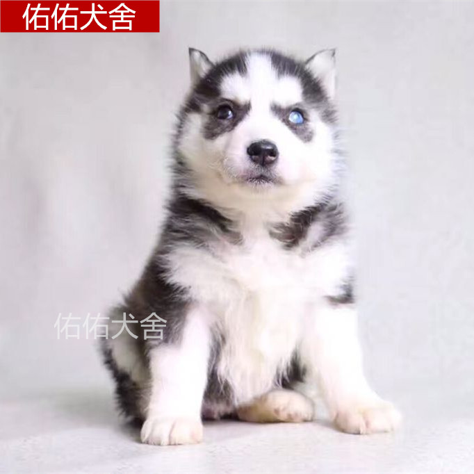 纯种阿拉斯加犬 阿拉斯加雪橇犬 家庭阿拉斯加幼犬 大型犬宠物狗