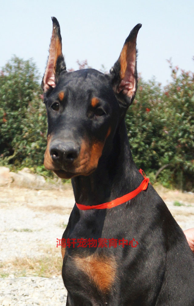 出售纯种杜宾犬 幼犬赛级血统美系德系立耳大型护卫犬