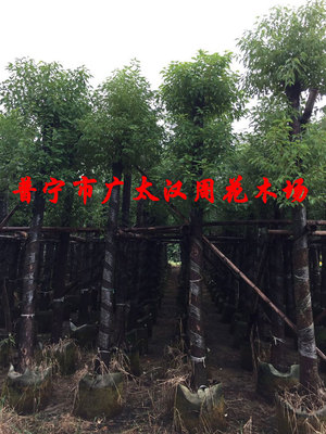 香樟大树芳樟树乌樟木子别墅庭院公园风景树工程大树胸径5-10公分