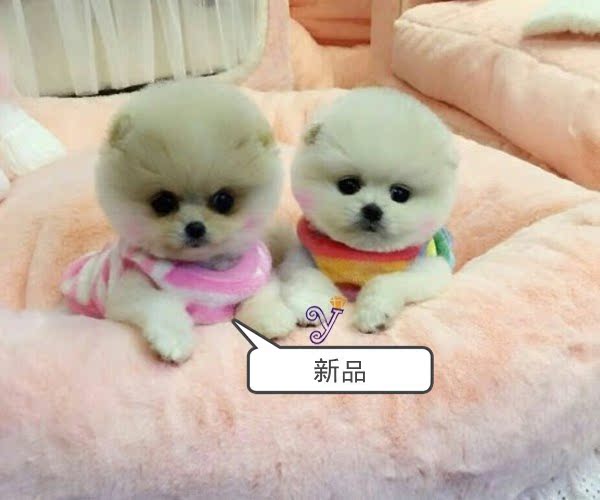 出售纯种博美幼犬袖珍犬长不大的茶杯犬俊介小型犬活体宠物狗狗包
