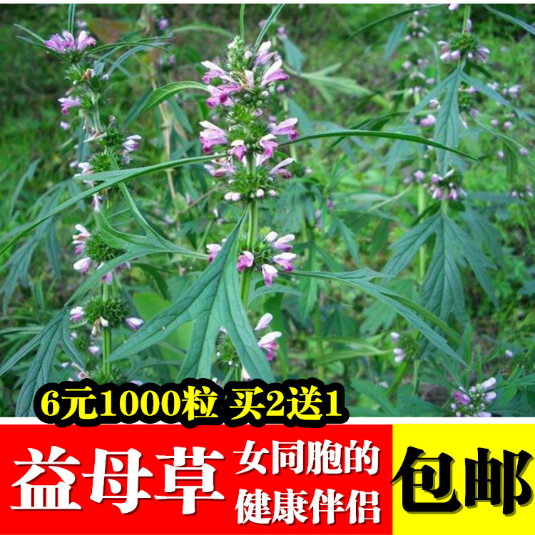 2元100粒 人气益母草种子一年生益母草种子 药用植物种子女性伴侣