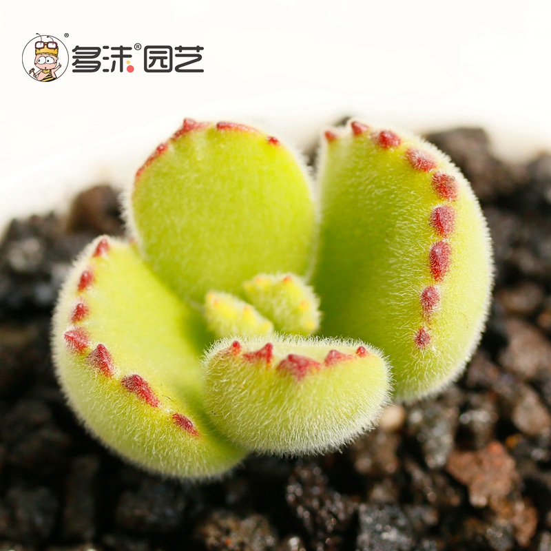 熊童子 多肉 熊掌多肉 多肉植物熊 多沫园艺 肉肉植物 绿熊小多肉