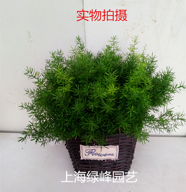 天门冬药用盆栽小苗冬天结果 冬天冻不死天冬草药材植物绿植盆栽